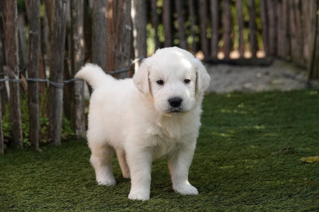 Prachtige goud/blonde Golden Retriever pups, met stamboom, Golden retriever, België, CDV (hondenziekte), 8 tot 15 weken