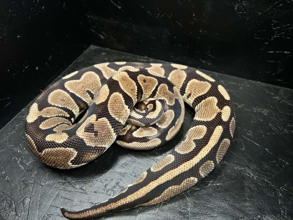 Ball python 1.1 Gravel het DG bewezen koppel (Houten) Ball Python - unknown for sale from shirley