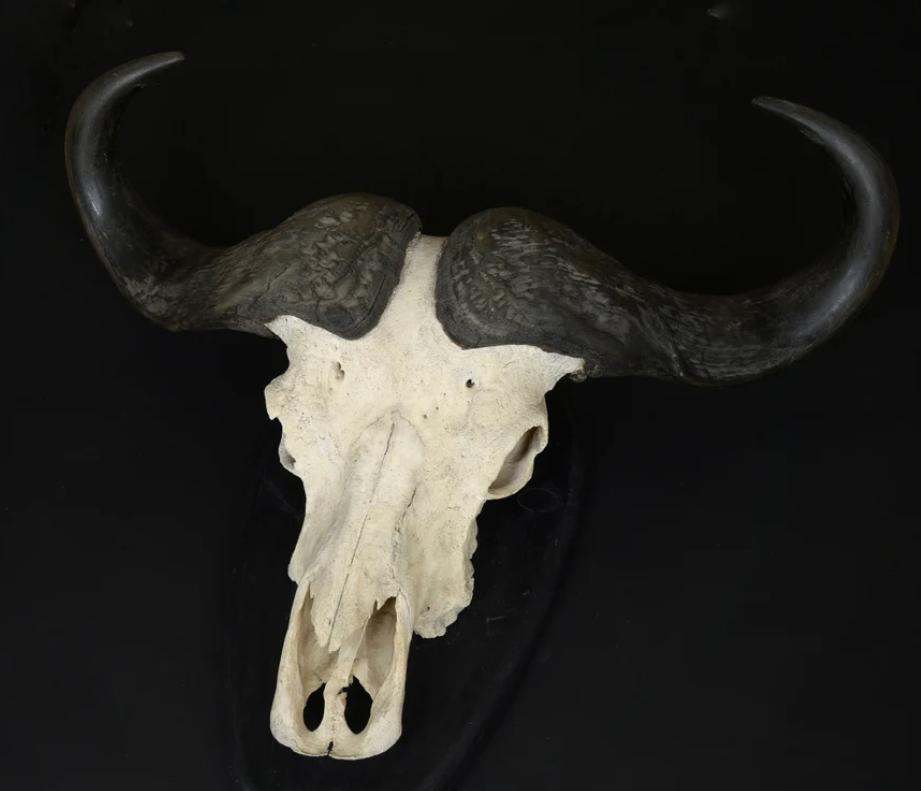Grote Kaapse Buffel schedel, Antiek en Kunst, Ophalen of Verzenden