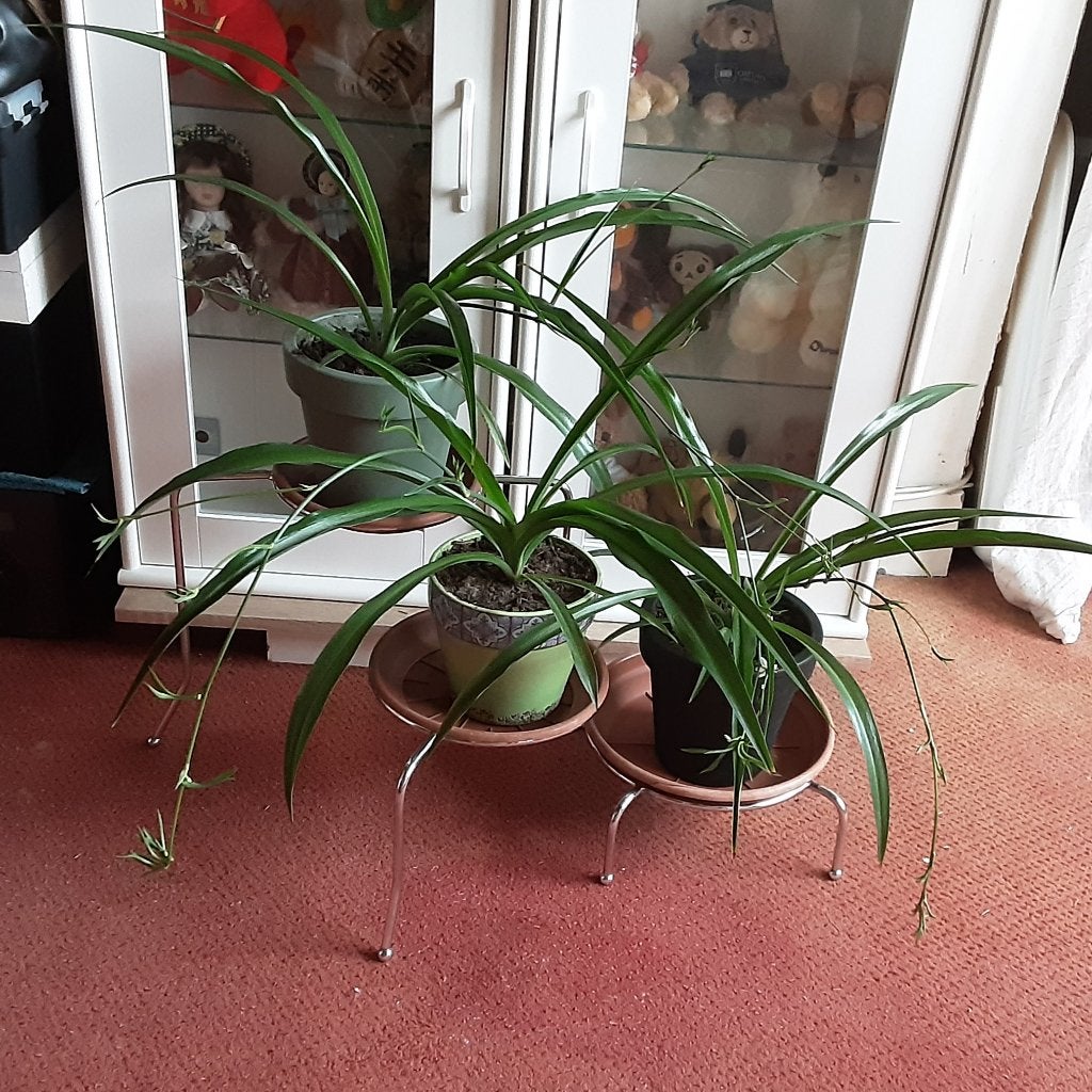 Prachtige kamerplanten, mooie bloempotten, 2€/st 5€ alledrie, Enlèvement ou Envoi, En pot