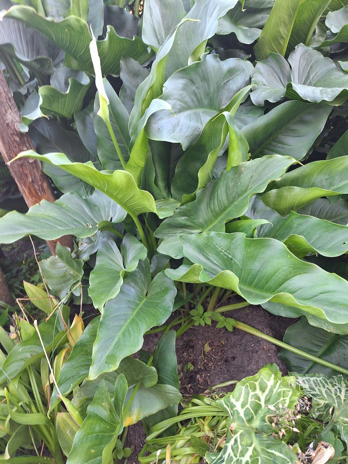Aronskelk (calla) wit, Jardin & Terrasse, Bulbes & Semences, Enlèvement