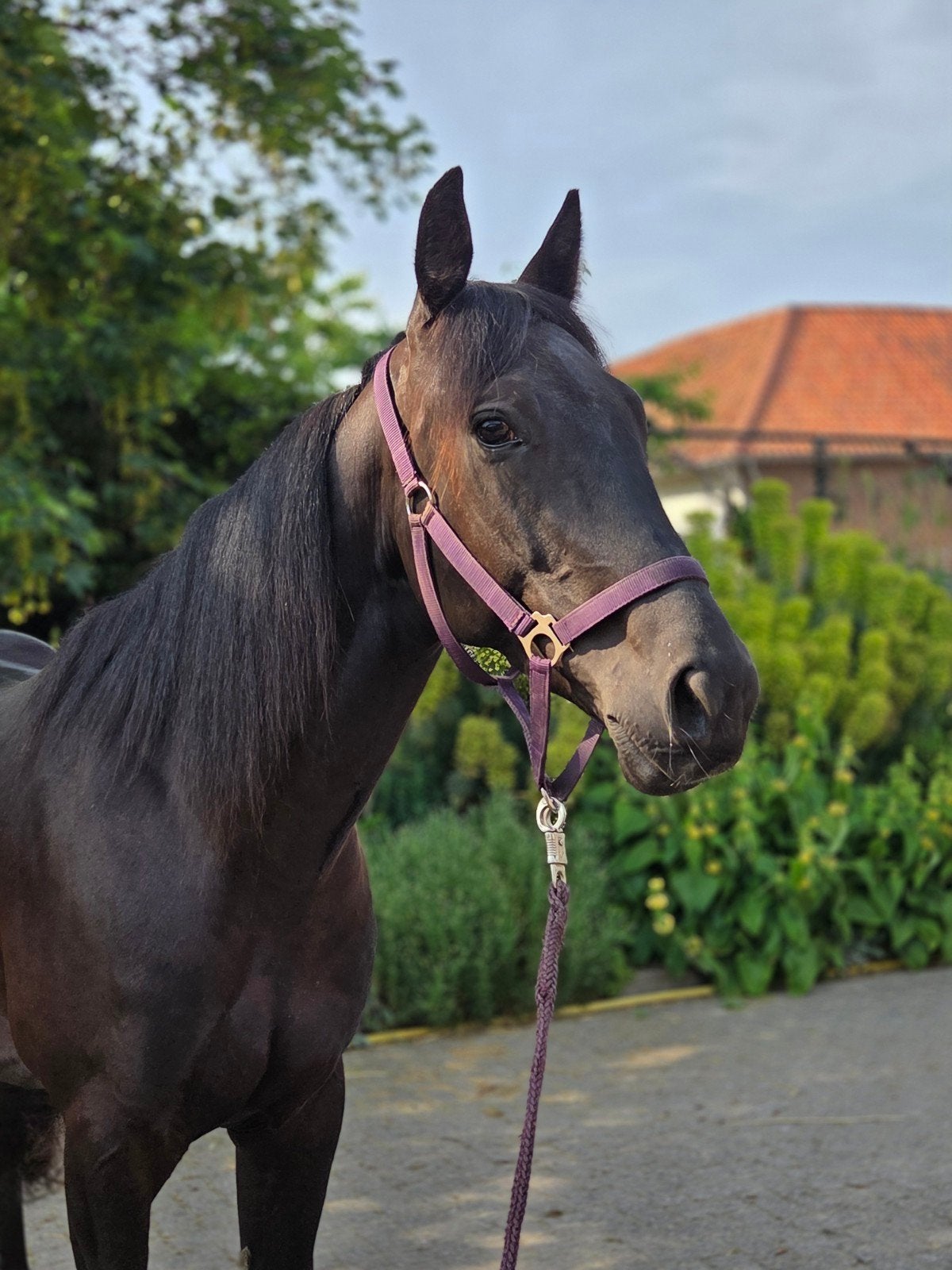 Vriendje voor het leven!, Dieren en Toebehoren, Paarden