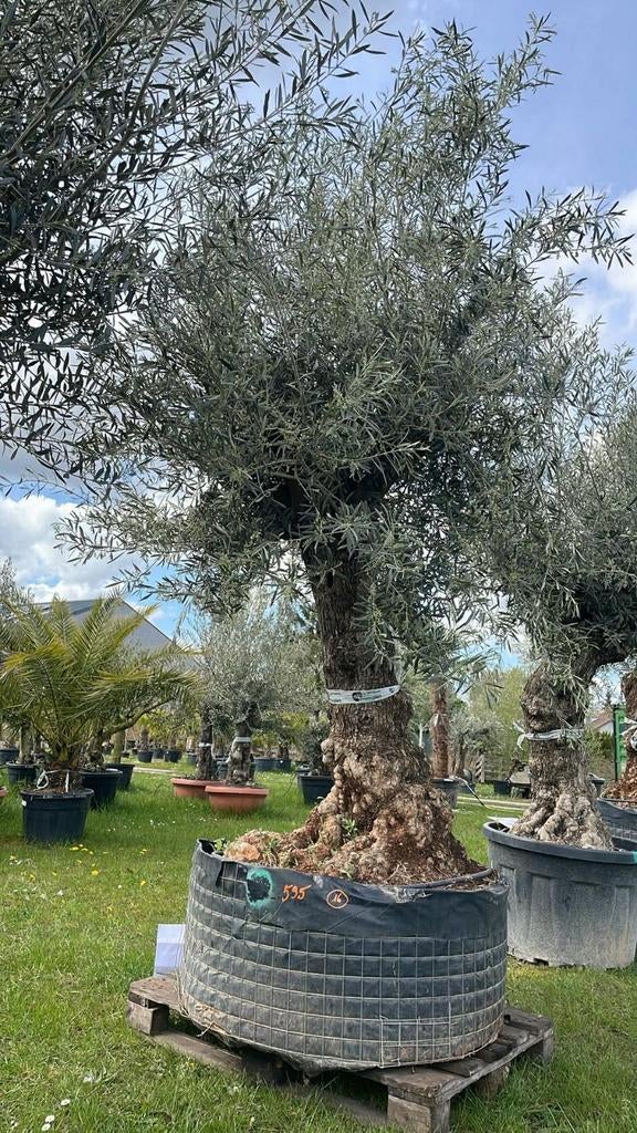 ‼️Mega olijfbomen olea europaea ‼️, Ophalen