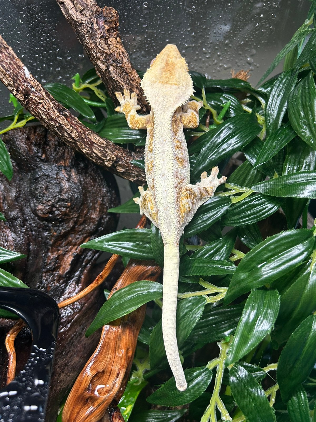 Lily white wimpergekko + terrarium, Animaux & Accessoires