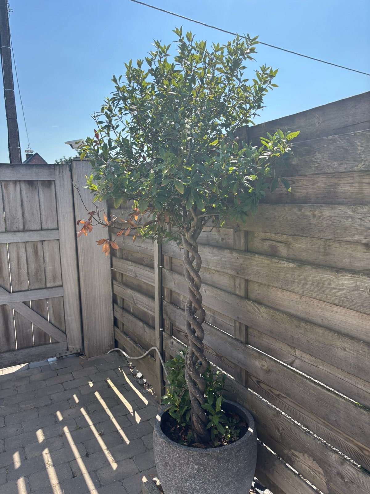 Laurier 2meter 20 met pot, Enlèvement, Plein soleil, Autres espèces, 100 à 250 cm