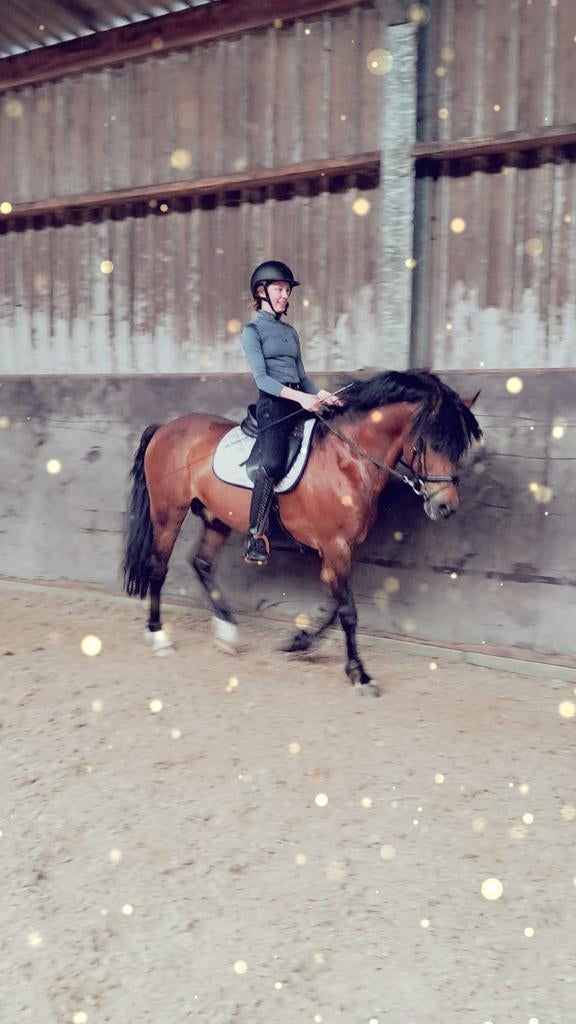 New Forest pony, Dieren en Toebehoren, Met stamboom, Dressuurpony, Hengst, L