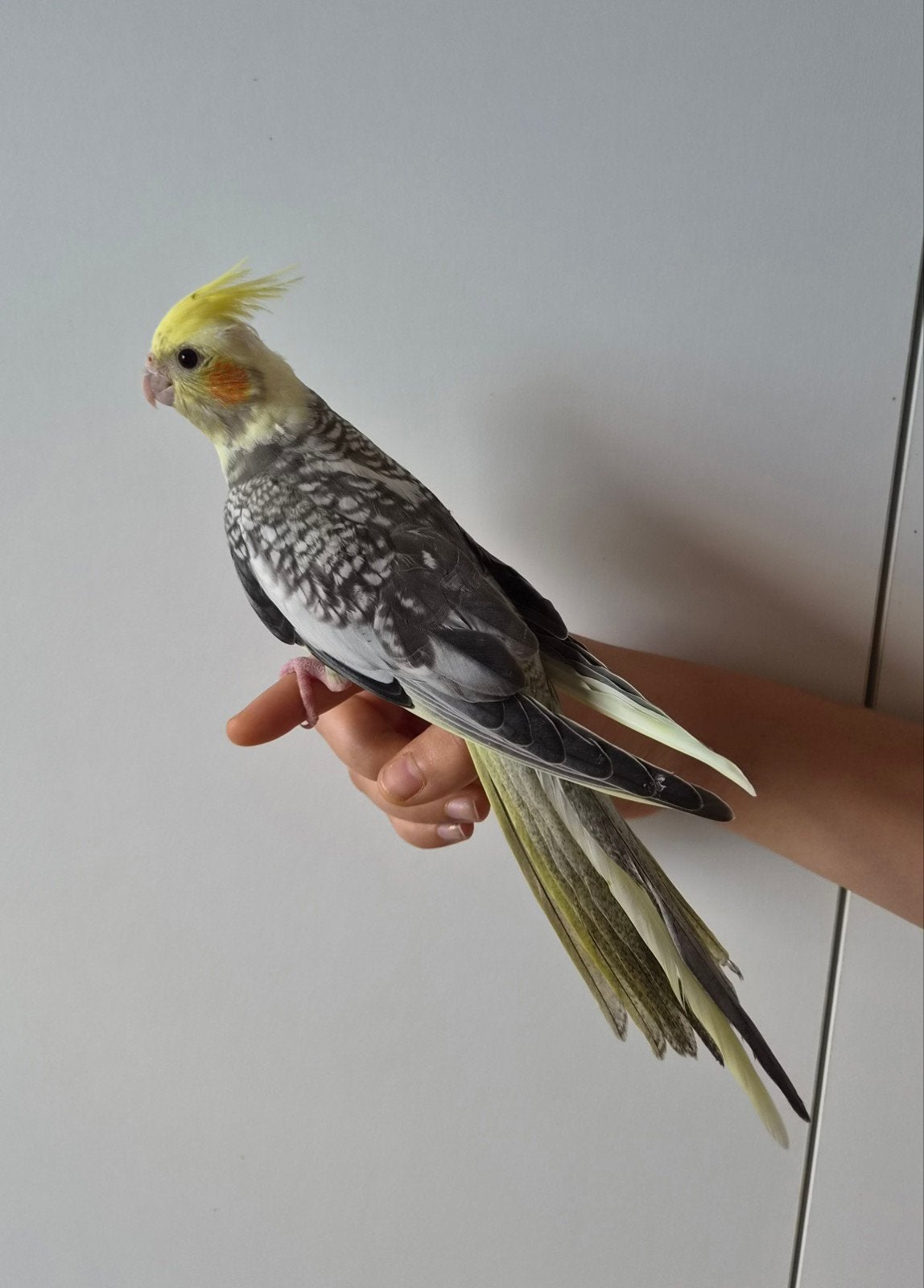 Jonge valkparkiet - eet net zelfstandig, Dieren en Toebehoren, Vogels | Parkieten en Papegaaien, Parkiet