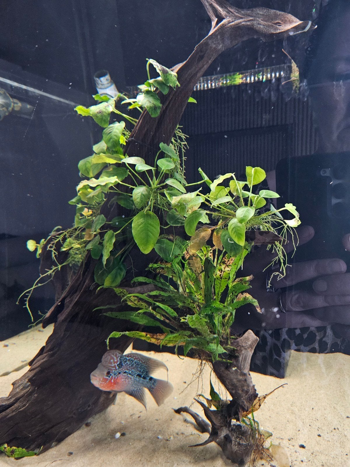 aquarium hout met planten op