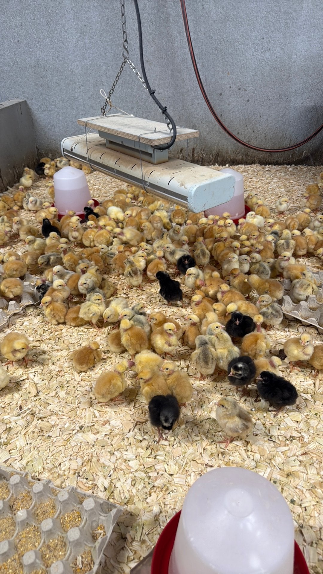 Kuikens van legkippen en kuikens van vleeskippen, Dieren en Toebehoren, Vogels | Overige Vogels