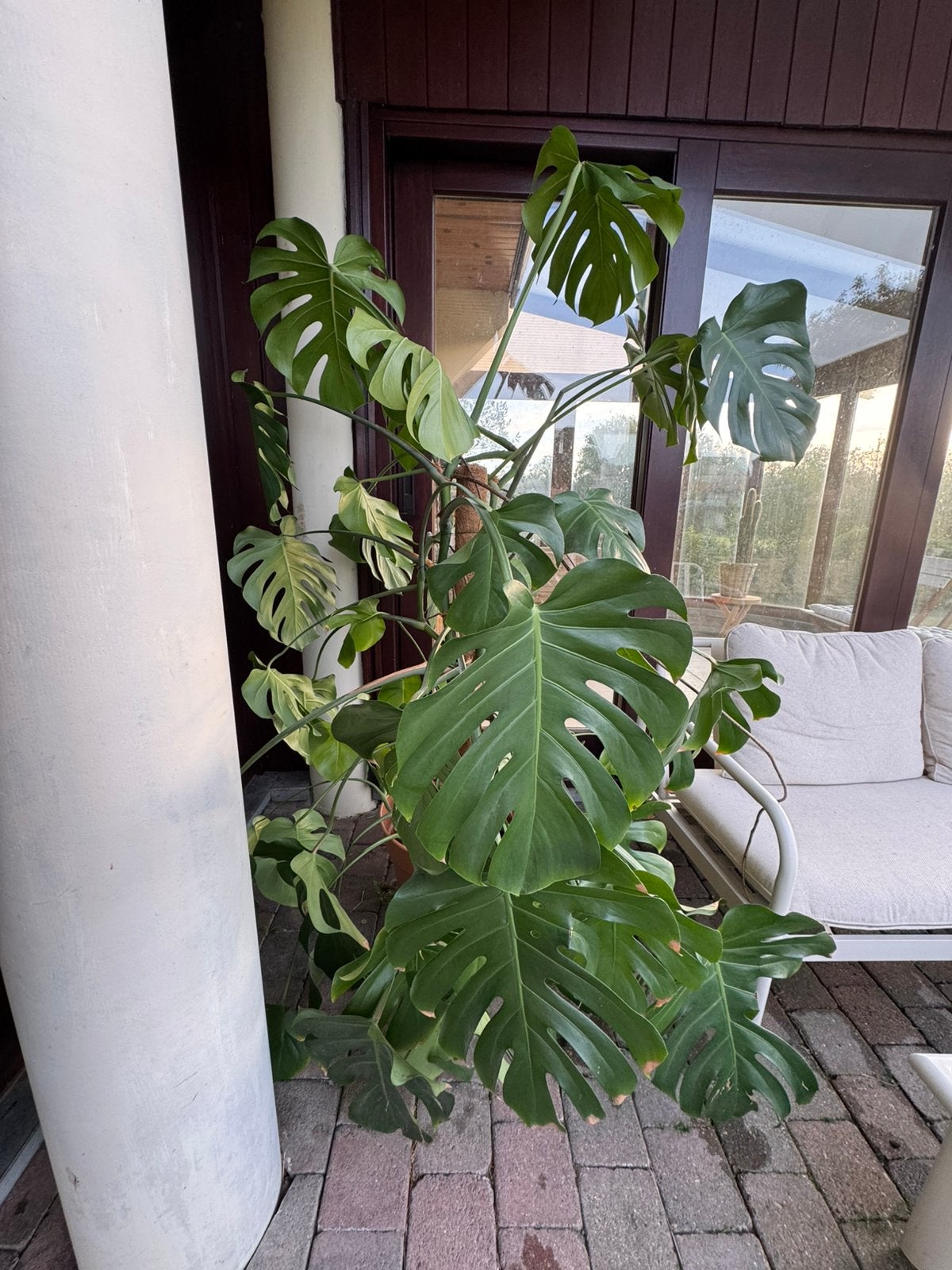 Monstera deliciosa 1m80 à vendre - en parfaite santé, Enlèvement