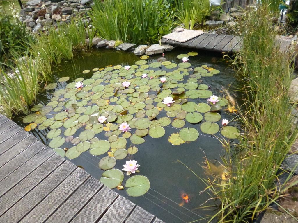 Waterlelies,gele lis,snoekkruid en een soort kleine lisdodde, Tuin en Terras, Ophalen, Nieuw, Overige typen