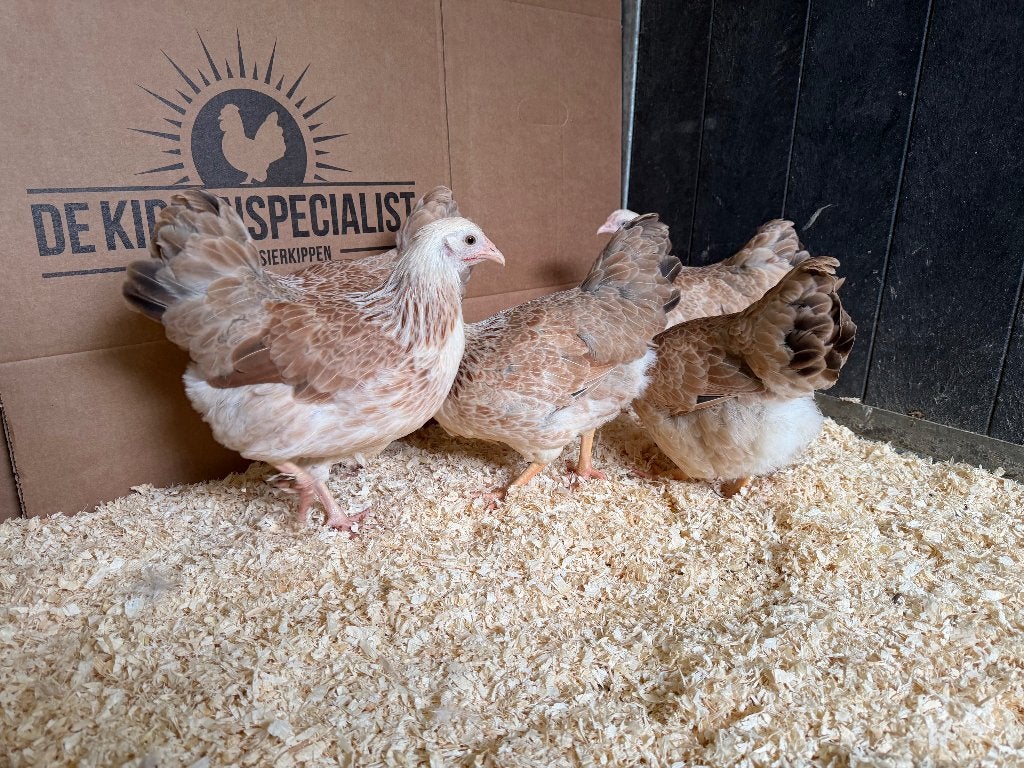 Jonge tamme Wyandotte kriel zalm gesekst en ingeënt, Dieren en Toebehoren, Pluimvee, Vrouwelijk, Kip