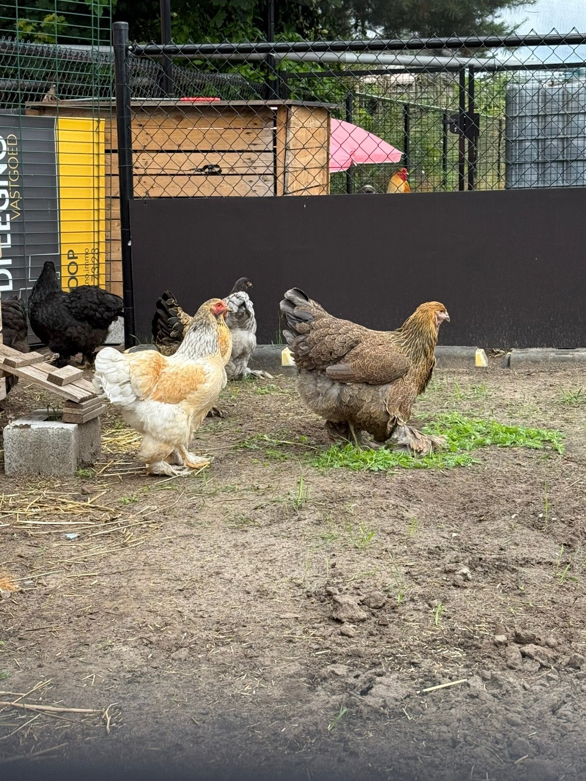 Leg kippen /broedeieren, Dieren en Toebehoren, Pluimvee