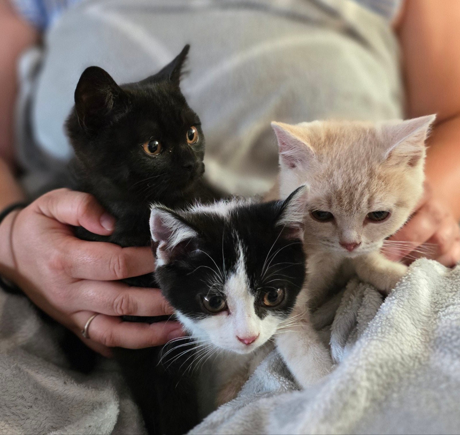 brits korthaar kittens, Plusieurs animaux, À poils courts, 0 à 2 ans