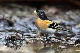 keep vink, Dieren en Toebehoren, Vogels | Overige Vogels, Meerdere dieren, Wildzangvogel, Geringd