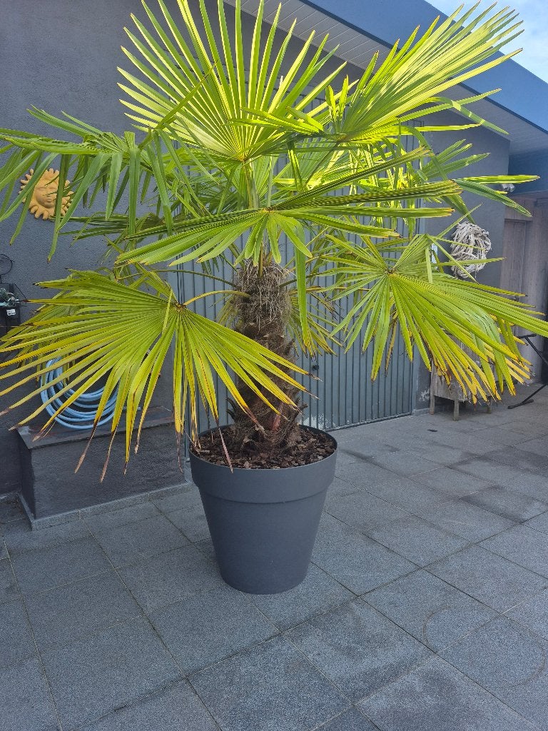 Chinese waaierpalm+pot, Tuin en Terras, Ophalen
