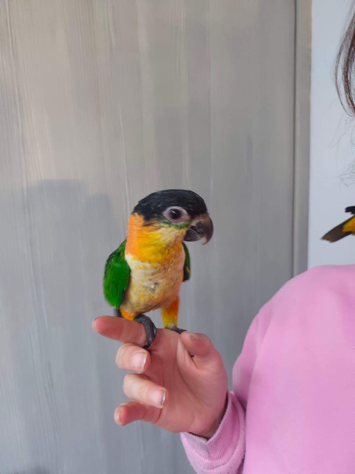 lieve handtamme zwartekop caique, Dieren en Toebehoren