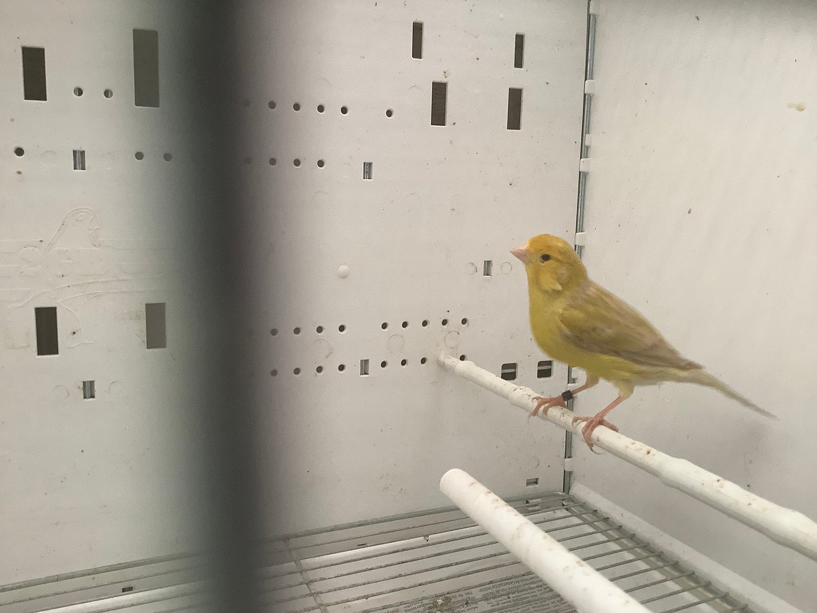 Mooie kleurkanaries, Dieren en Toebehoren, Vogels | Kanaries, Meerdere dieren, Kleurkanarie