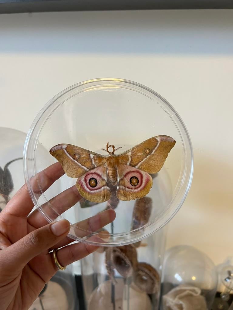 Taxidermy vlinder, Enlèvement ou Envoi, Comme neuf, Insecte, Animal empaillé