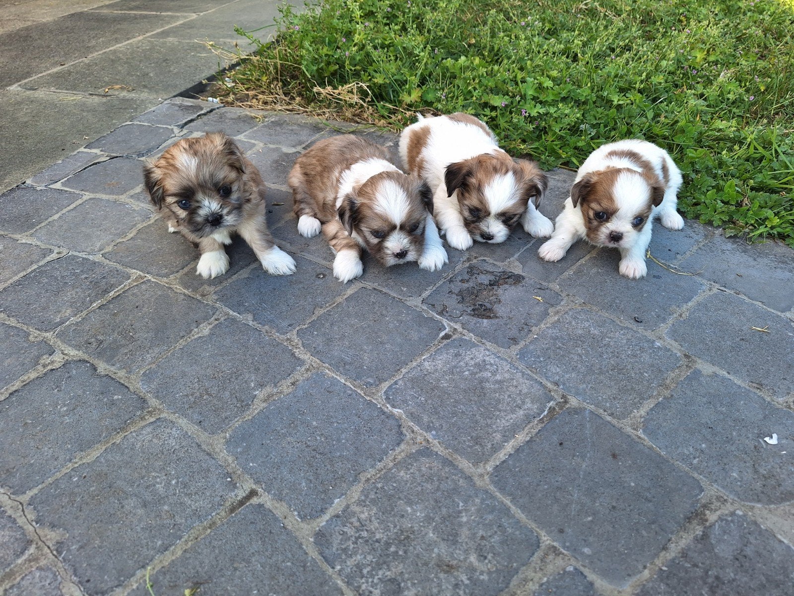 Shih tzu pups, Dieren en Toebehoren, België, Overige rassen, 8 tot 15 weken, Meerdere