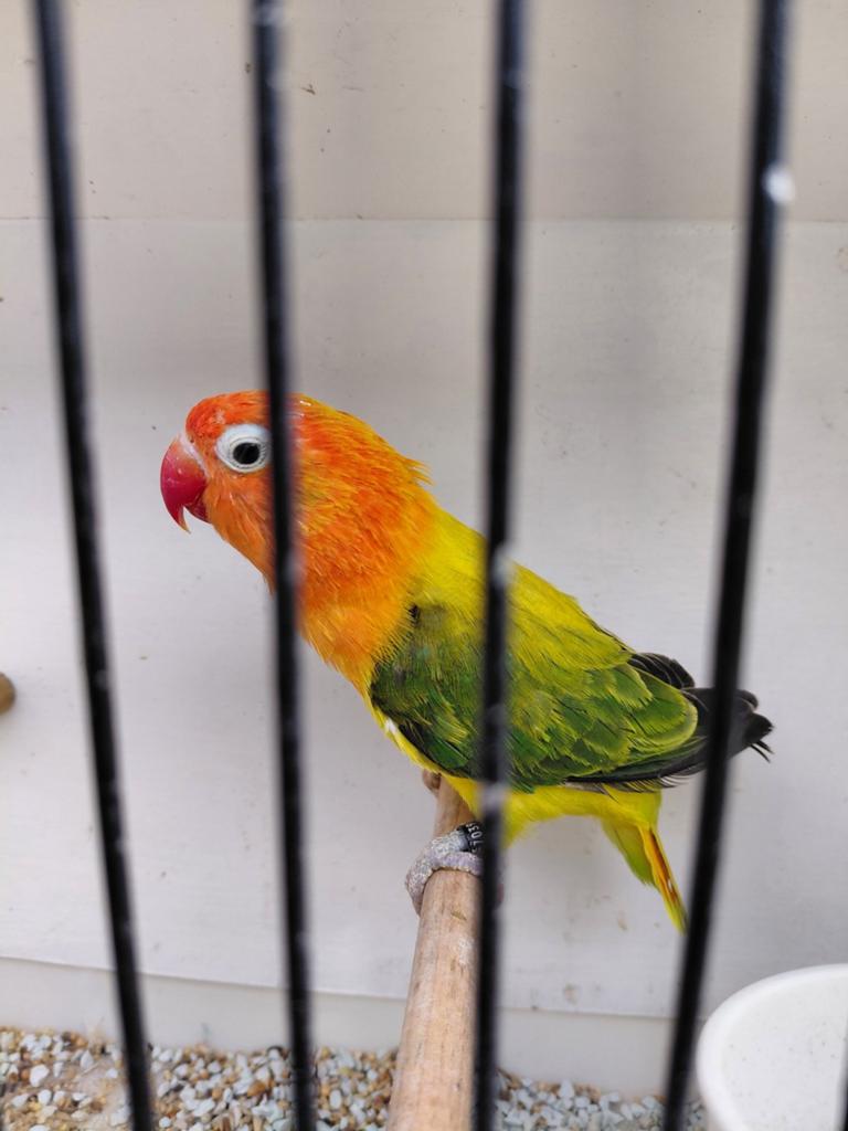 Eeuwing opaline, Dieren en Toebehoren, Vogels | Parkieten en Papegaaien, Geslacht onbekend, Dwergpapegaai of Agapornis, Geringd