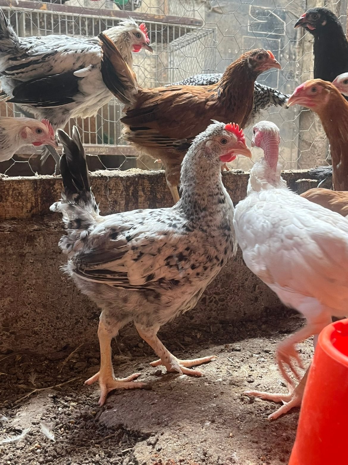 Coq cream legbar (oeufs verts), Mâle, Poule ou poulet
