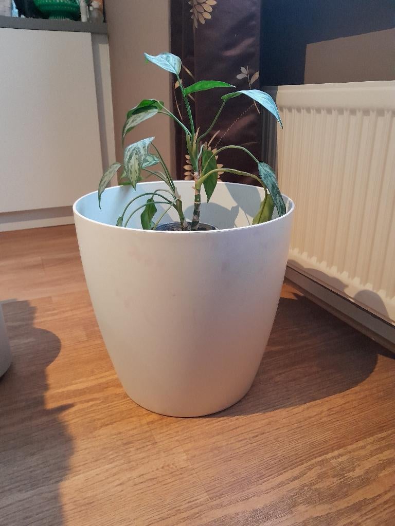Pot pour plante ou autre, Enlèvement