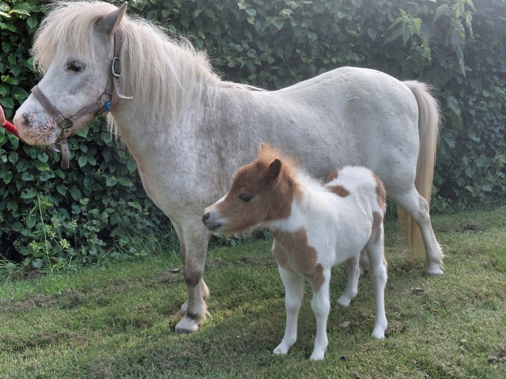 Appalosa merrie met Bont Merrie veulen, Merrie, Met stamboom, Niet van toepassing, A pony (tot 1.17m)