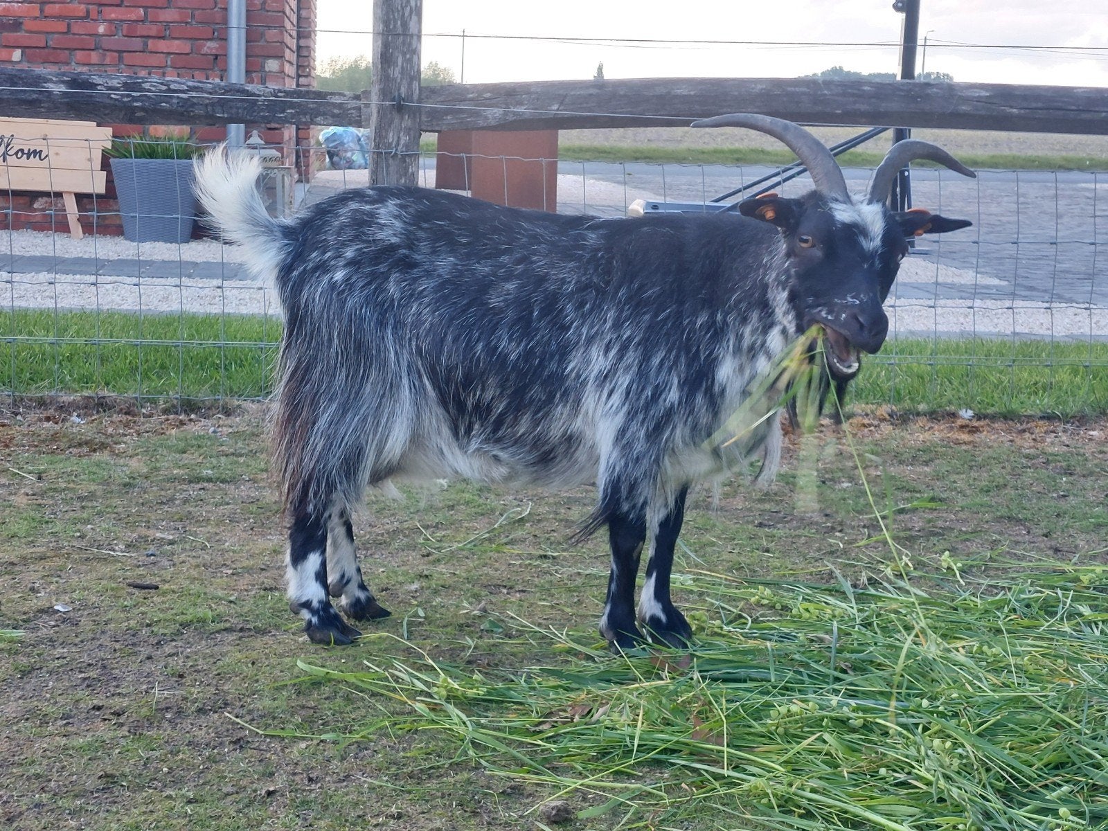 Mooie hermelijn ooi.