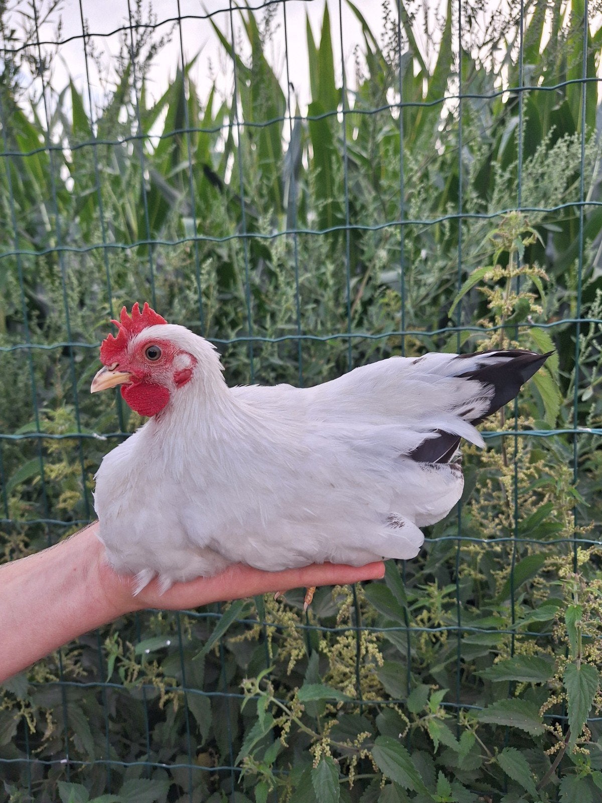 chabo haan, Mannelijk, Kip