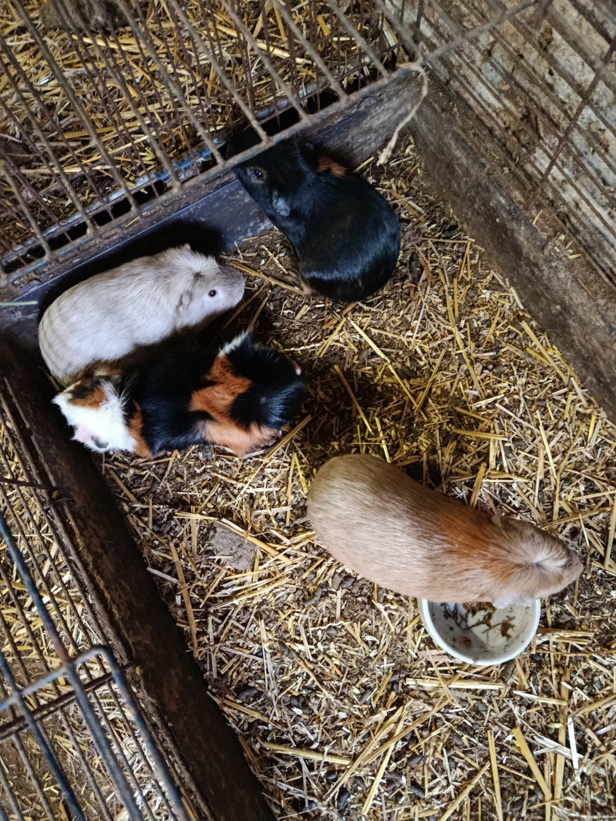 cavia beertjes, Dieren en Toebehoren, Knaagdieren, Cavia, Mannelijk, Tam, Oktober