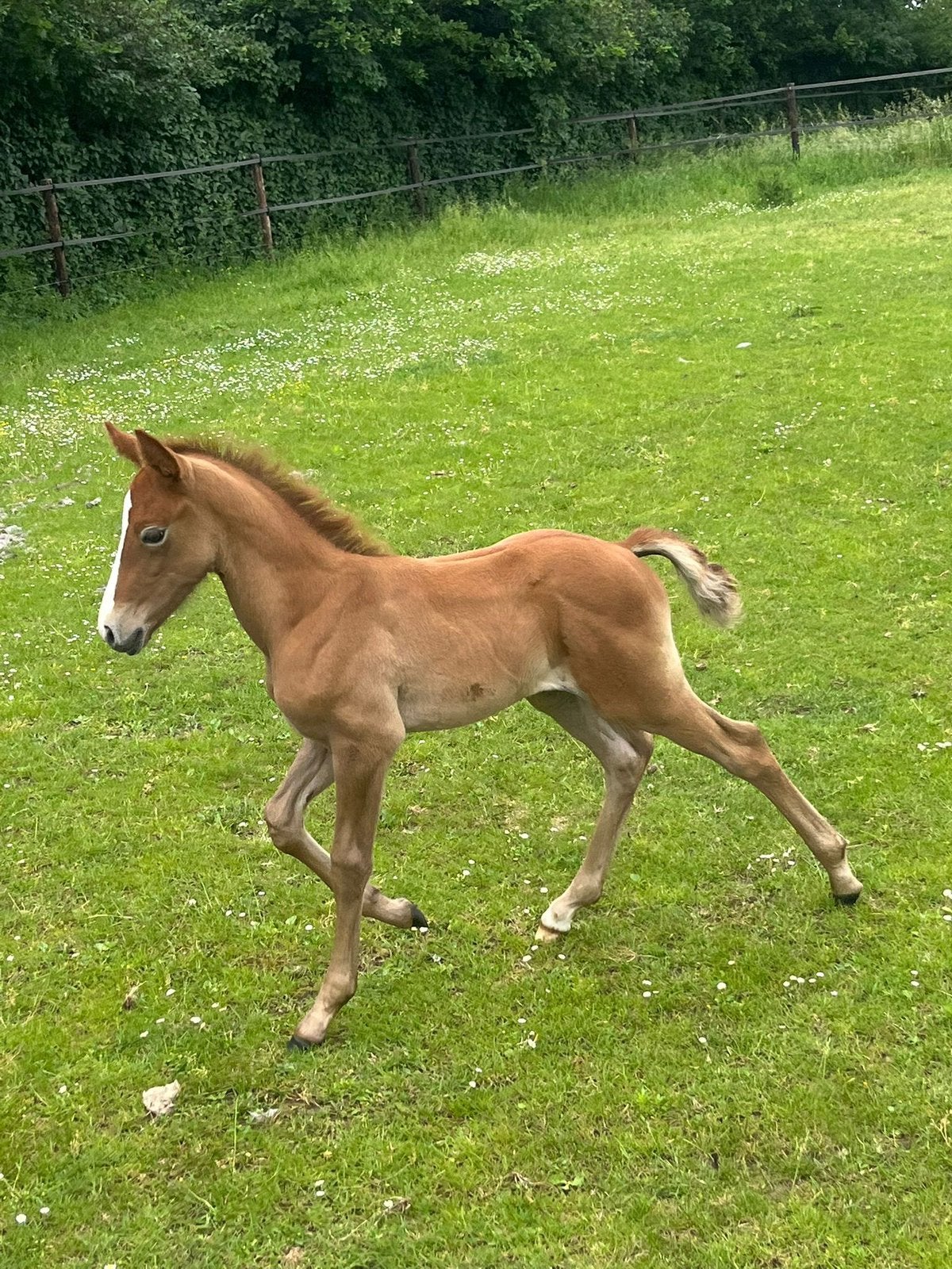 Poulain sauteur (jument), Animaux & Accessoires, Poneys, Jument, Poney de saut, 0 à 2 ans, Avec pedigree, Avec puce électronique