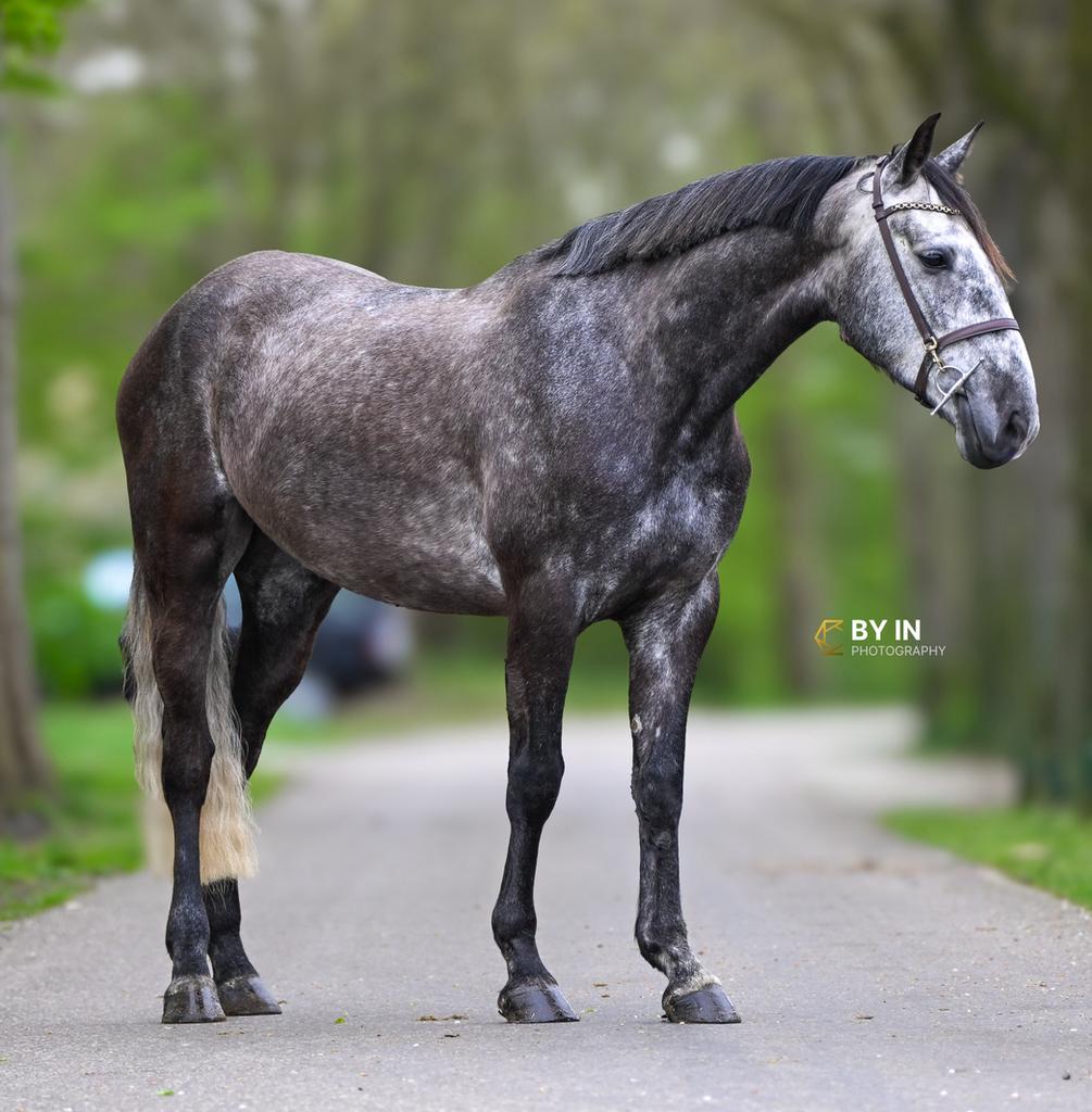 Stoere schimmel voor sport en recreatie, Dieren en Toebehoren, Ruin, Zadelmak