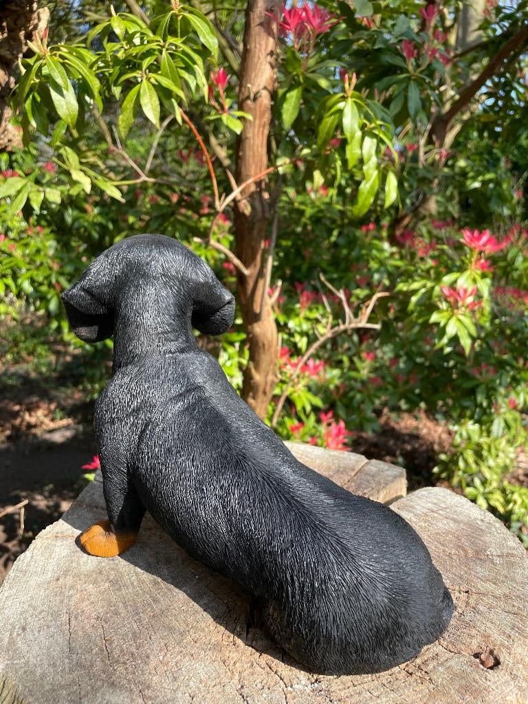 Beeld teckel, tekkel, hond, tuin, gazon 30 cm, Ophalen of Verzenden, Nieuw, Kunststof, Dierenbeeld