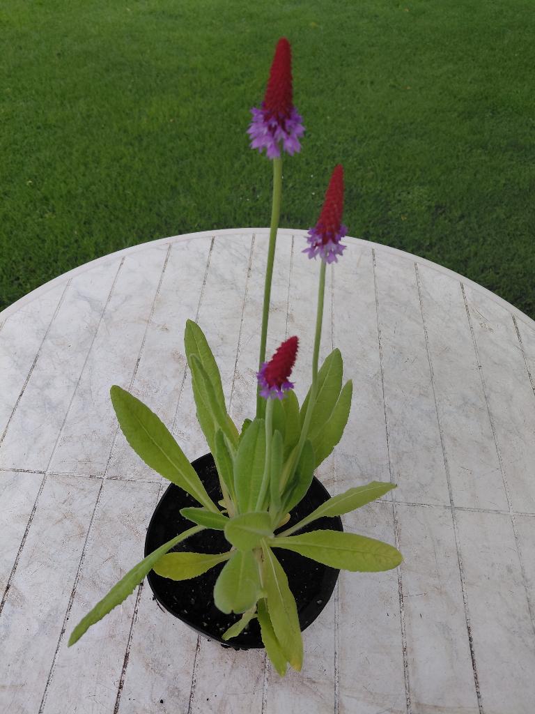 Primula Vialii, Enlèvement
