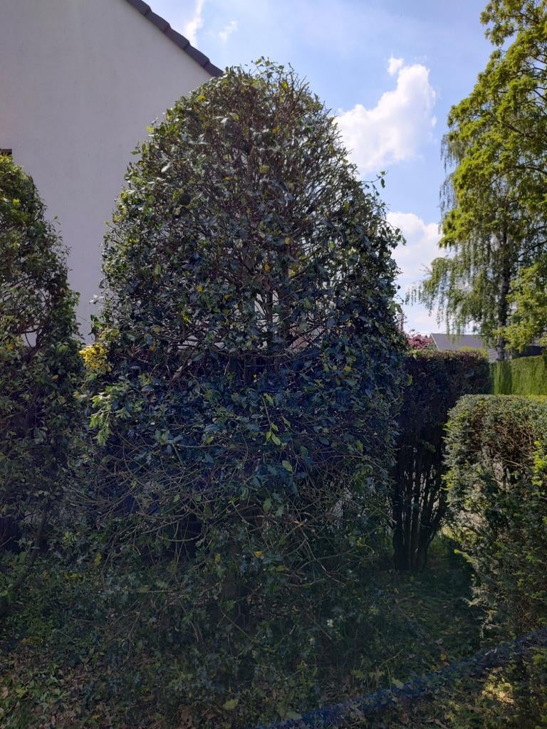 Hulst 4m, Tuin en Terras, Planten | Bomen, Ophalen