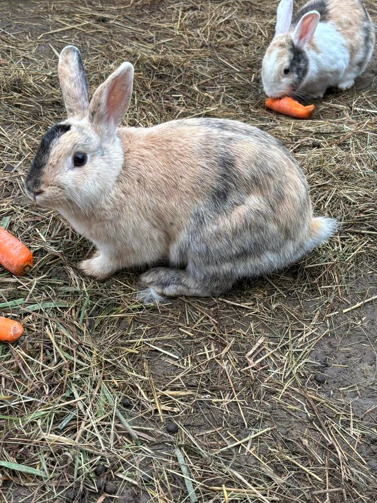 Dwergkonijntje, Dieren en Toebehoren, Konijnen, Vrouwelijk
