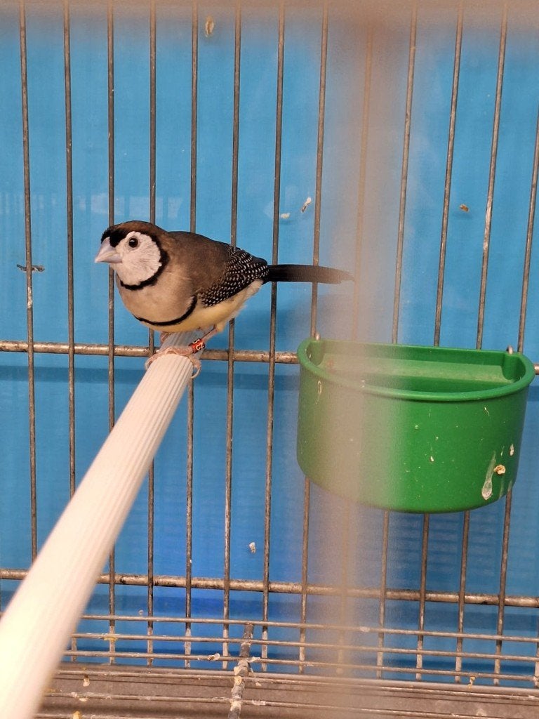wastrildes de bicheno, Animaux & Accessoires, Oiseaux | Oiseaux Autre, Sexe inconnu, Oiseau tropical