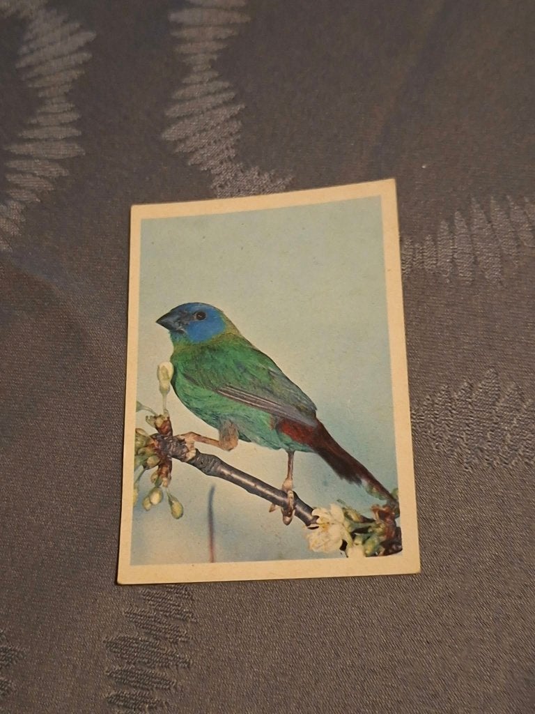 Prentje/Chromo : Driekleurige papegaai-amadine, Enlèvement ou Envoi, Utilisé, Animal, Gravure