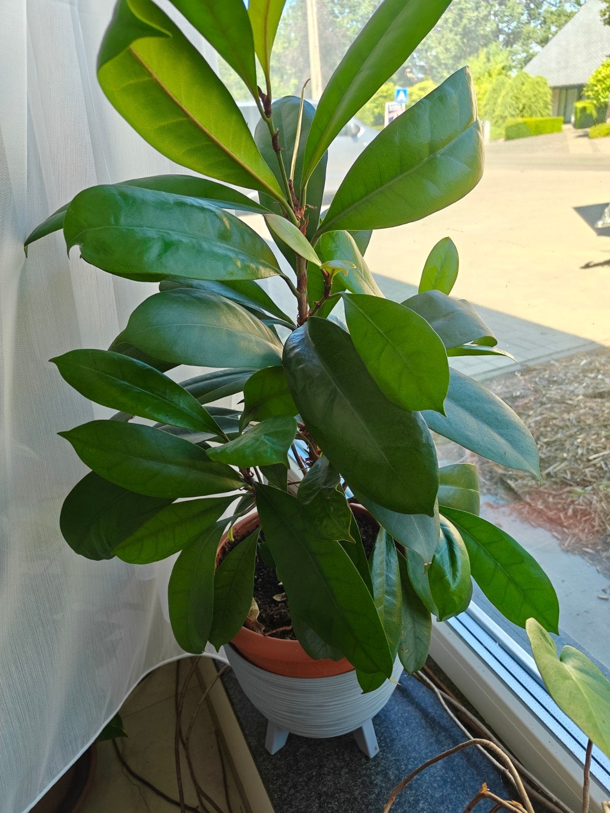 ficus cyathistipula, Ophalen, Ficus