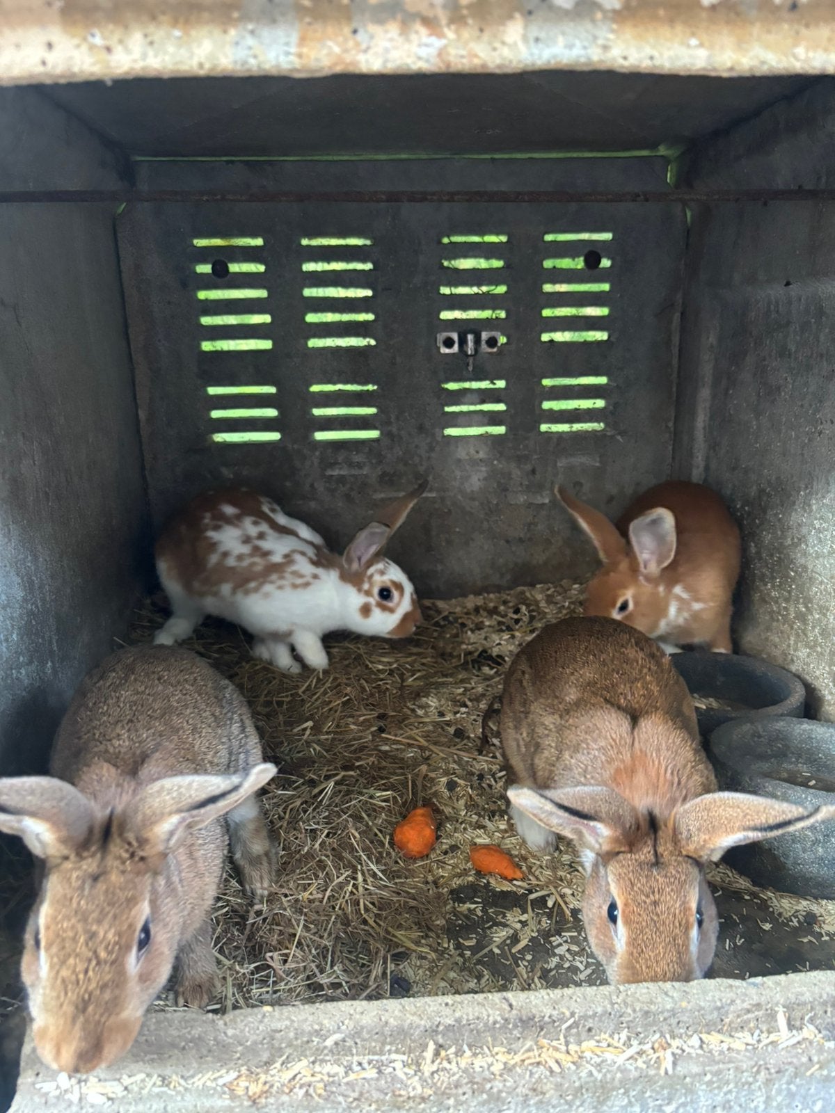 Lapin fermier