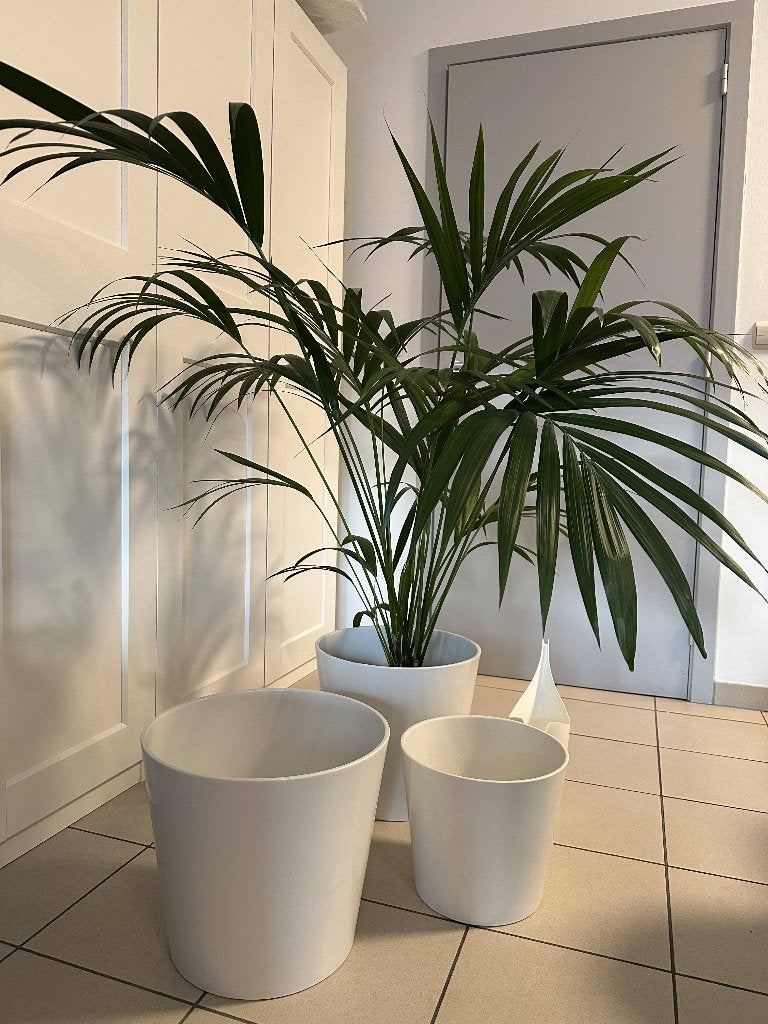 Grote Kentia palm + 3 IKEA SOJABÖNA bloempotten, Ophalen, Palm, In pot, 150 tot 200 cm