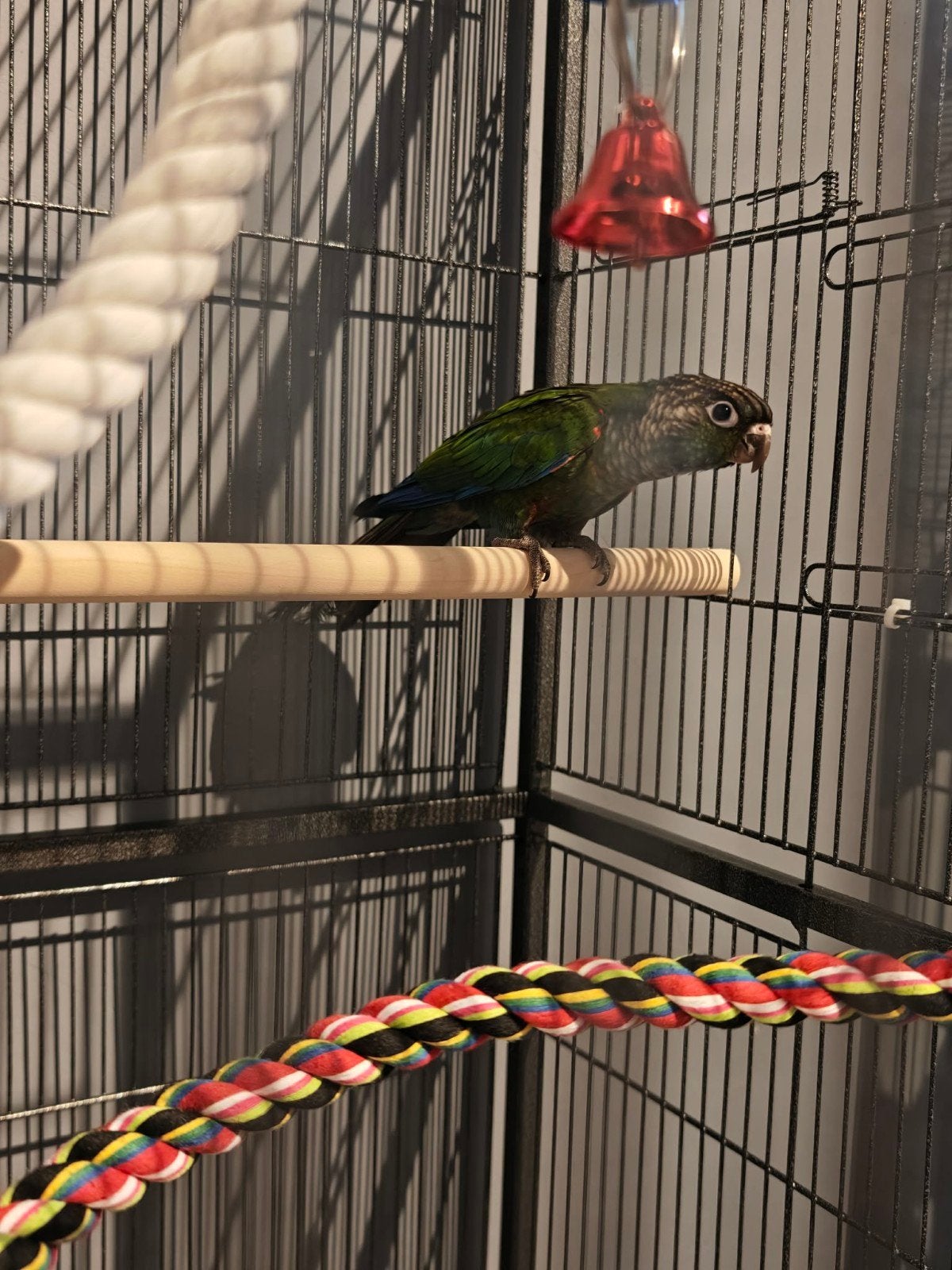 Pyrrhura vogel, Domestique