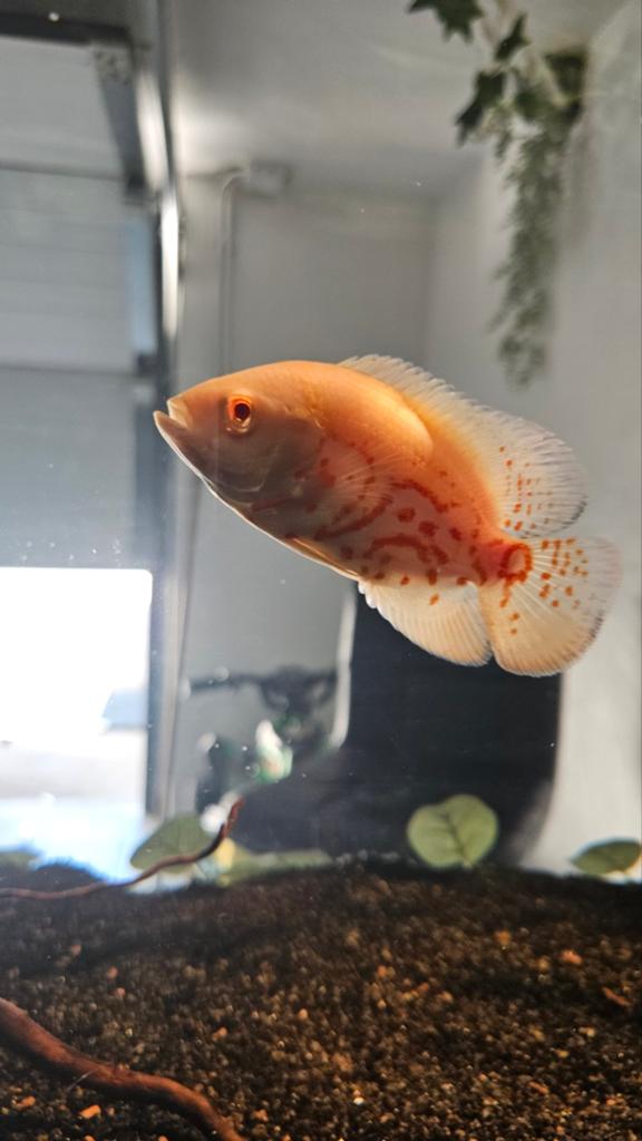 Oscar