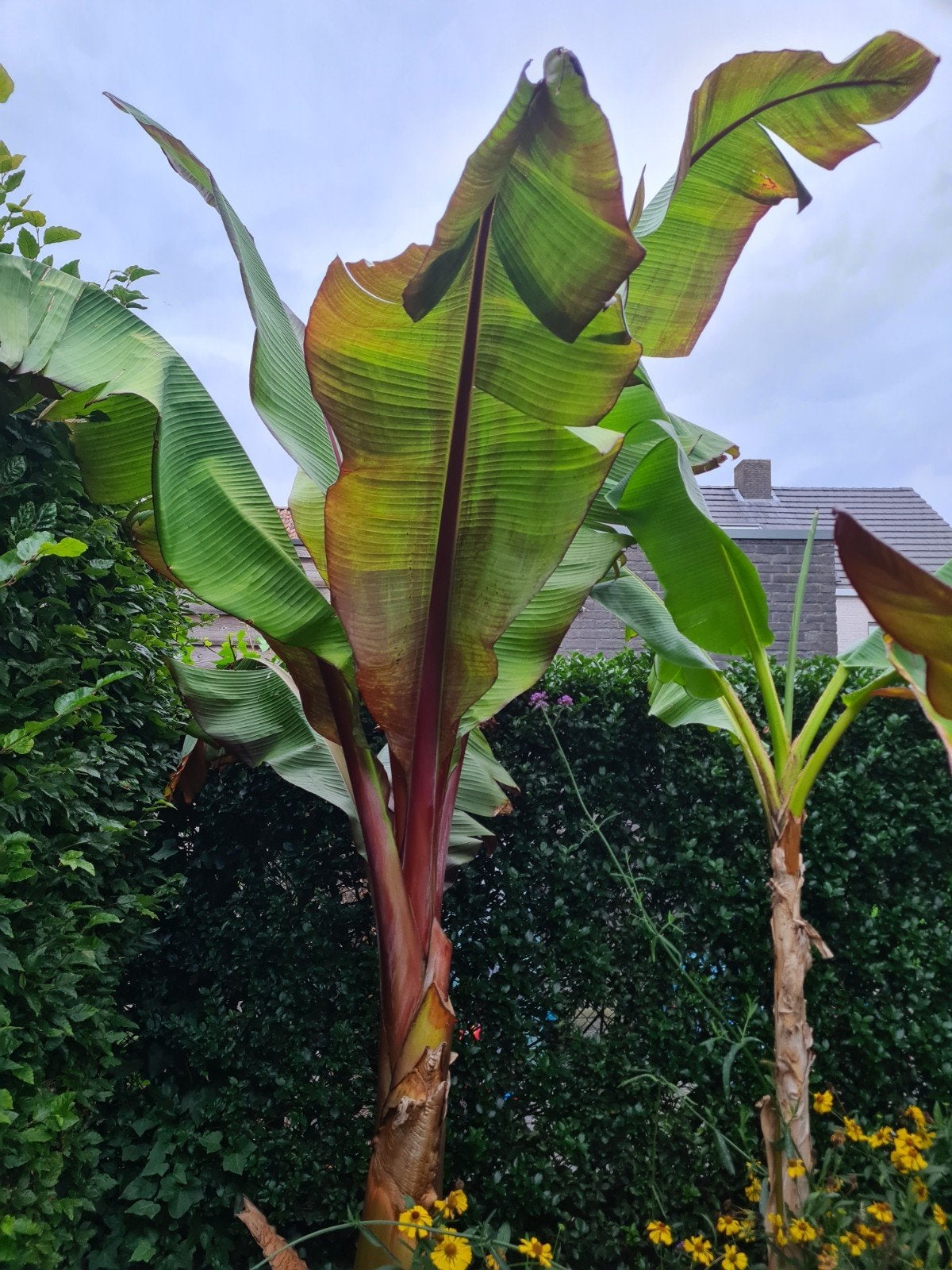 Rode bananenplanten, Tuin en Terras, Ophalen
