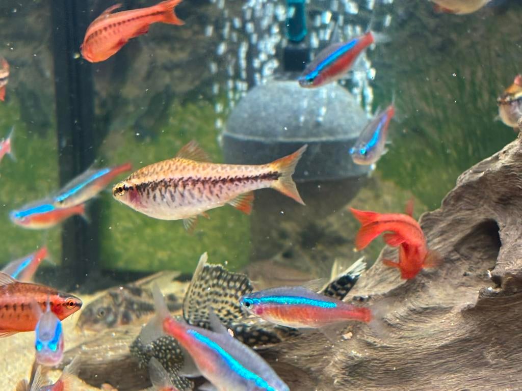 Allerei soorten, Dieren en Toebehoren, Vissen | Aquariumvissen, Vis, Zoetwatervis, Schoolvis