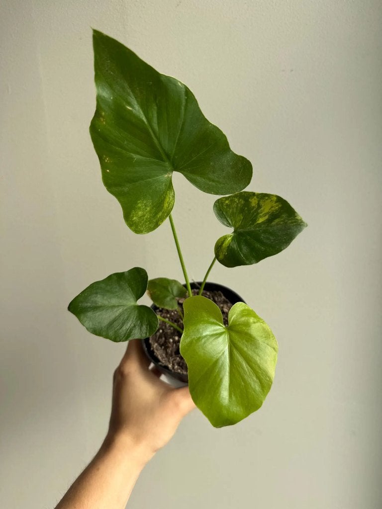 Philodendron Bipinnatifidum Variegata, Huis en Inrichting, Kamerplanten, Overige soorten, Minder dan 100 cm, Groene kamerplant