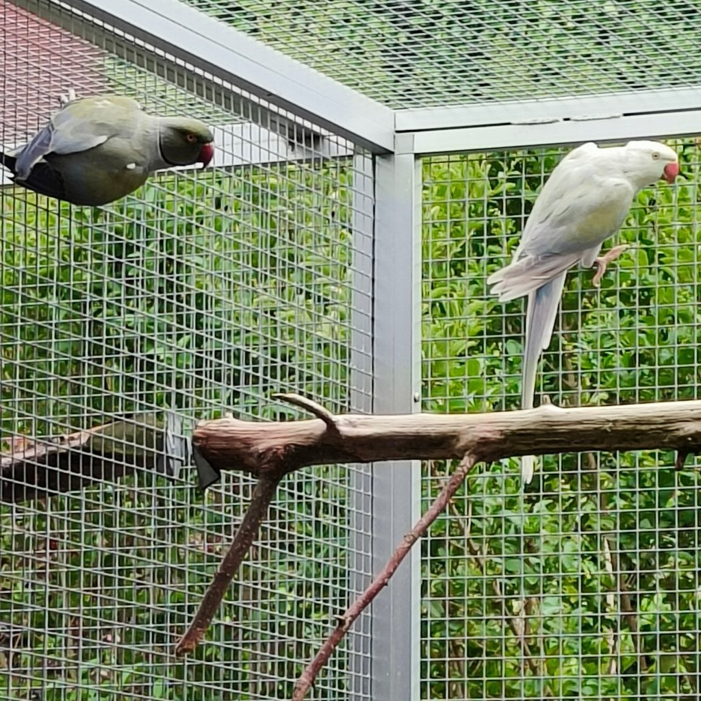 Halsbandparkieten, Dieren en Toebehoren, Meerdere dieren, Parkiet, Geringd