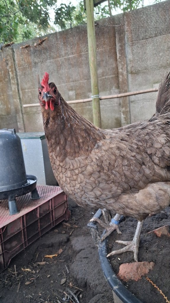 Silverudd hennen groenlegger, Dieren en Toebehoren, Pluimvee, Vrouwelijk, Kip