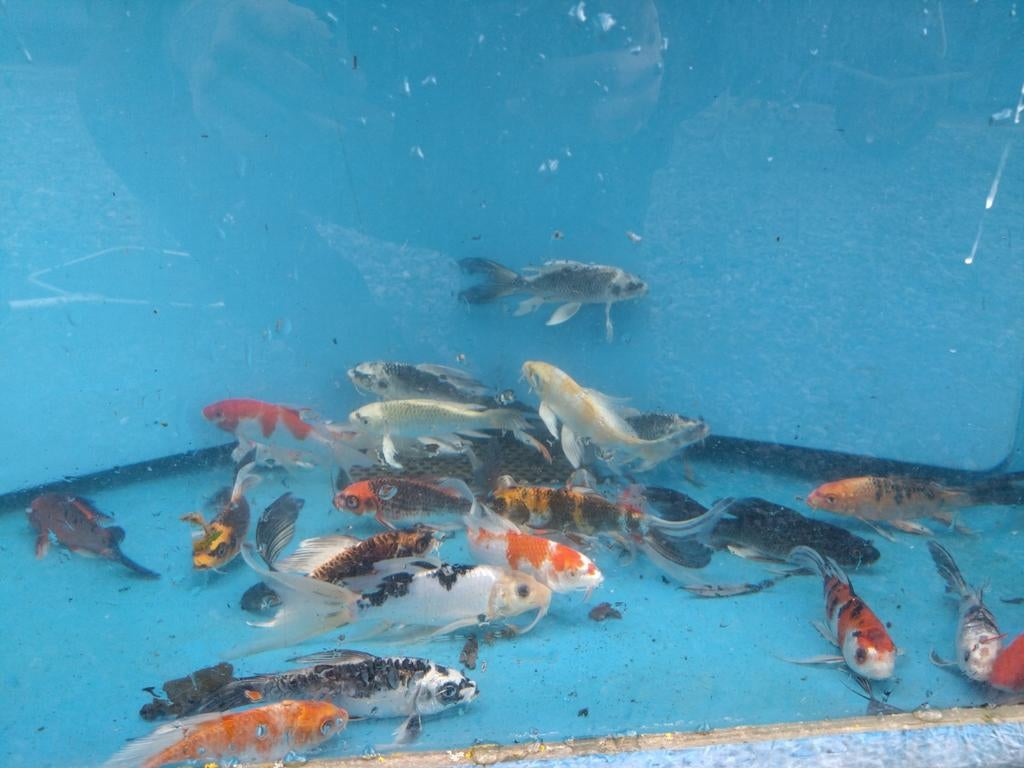 Allerlei vijvervissen: Koi, goudvis, steurs, windes, enz, Animaux & Accessoires, Poissons | Poissons d'étang, Esturgeon
